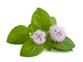 Mint flowers Royalty Free Stock Photo