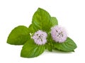 Mint flowers