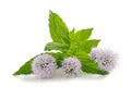 Mint flowers Royalty Free Stock Photo