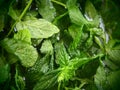 Mint flowers and leaves in water