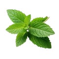 Mint fresh herb leaves isolated on white trnsparent