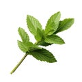 Mint fresh herb leaves isolated on white trnsparent