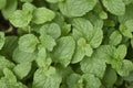 Mint, fresh from kitchen garden