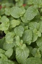 Mint, fresh from kitchen garden