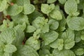 Mint, fresh from kitchen garden