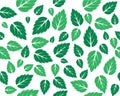 Mint fresh leaves Vector template