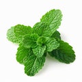 Mint fresh on white background