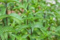 Mint in a garden bed. Growing peppermint. Medicinal plants Royalty Free Stock Photo