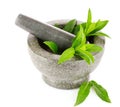 Mint in a gray mortar