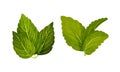 Mint green leaves set. Spearmint, peppermint fresh herb vector illustration