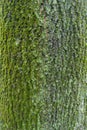 Mint green lichen and moss on furrowed bark of Norway maple