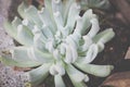 Mint Green Succulent