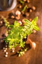 Mint growing in a flowerpot Royalty Free Stock Photo