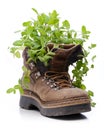 Mint growing from old hiking boots Royalty Free Stock Photo