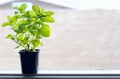 Mint growing on the pot on window