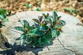 Mint growing in stump