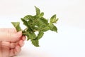 Mint in hand. Herbs for food and medicine Royalty Free Stock Photo