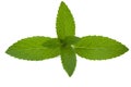 Mint Herb