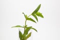 Mint is an herb, aromatic and with good flavor
