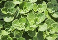 Mint herb flora plant cuban oregano spice leaf tea Royalty Free Stock Photo