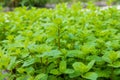 Mint herb in the garden Royalty Free Stock Photo