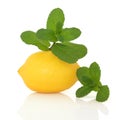 Mint Herb and Lemon Fruit