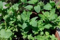 Mint (Herb) Plant Royalty Free Stock Photo