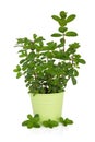 Mint Herb Plant