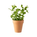 Mint herb plant in ceramic pot isolated on white background Royalty Free Stock Photo