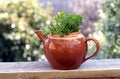 Mint herb plant growing in a teapot Royalty Free Stock Photo