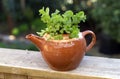 Mint herb plant growing in a teapot Royalty Free Stock Photo