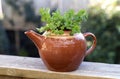 Mint herb plant growing in a teapot Royalty Free Stock Photo
