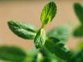 Mint herb plant macro shot on sunny day Royalty Free Stock Photo