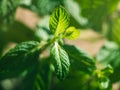 Mint herb plant macro shot on sunny day Royalty Free Stock Photo