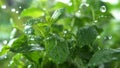 Mint Herb Watered with Rain in Macro and Slow Motion 1000fps