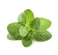 Mint herbal