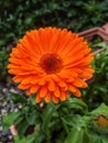Marigold flower calendula officinalis Royalty Free Stock Photo