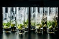 Mint ice and lime in the glasses. Royalty Free Stock Photo