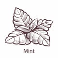 Mint icon. Hand drawn detailed organic product sketch style illustration, fresh organic leaves engraving drawing, tea Royalty Free Stock Photo