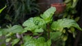 Mint keaves in garden for cook Royalty Free Stock Photo