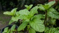 Mint keaves in garden for cook Royalty Free Stock Photo