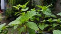 Mint keaves in garden for cook Royalty Free Stock Photo