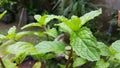 Mint keaves in garden for cook Royalty Free Stock Photo