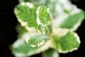 Mint leaf Royalty Free Stock Photo