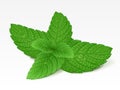 Mint leaf Royalty Free Stock Photo