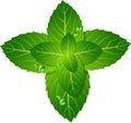 Mint leaf Royalty Free Stock Photo