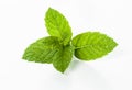 Mint leaf Royalty Free Stock Photo