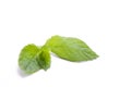 Mint leaf