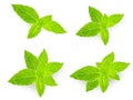 Mint leaf background spearmint isolated white background herbal