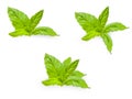 Mint leaf background isolated white background herbal